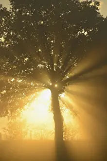 Autumnal Atmosphere Photography Prints: Sun rays in a tree, Dingdener Heide
