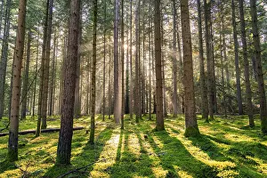 Sunlit Forest Scenery Prints: The sun sends its rays through the forest and illuminates the scenery