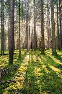 Sunlight In The Woods Prints: Sun shines through the forest and creates a dynamic pattern of light and shadow