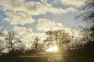 Empty European Countryside Prints: The sun shining between bald trees