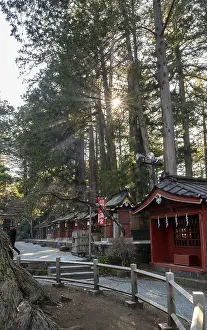 Eastern Asia Religious Site Prints: Sun shining through cedar forest