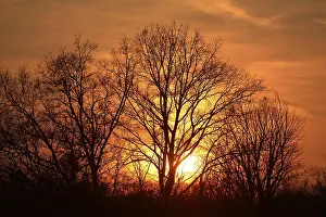 Sunset In Europe Prints: Sun shining through trees at sunset