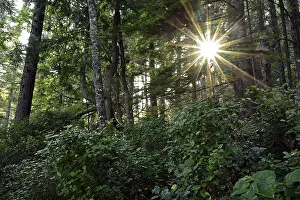 British Columbia Landscape Prints: Sun shining through the trees in the temperate rainforest