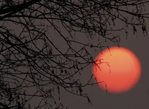 Tree Branch Silhouette Prints: Sun behind tree
