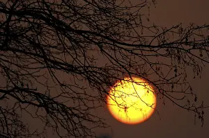 Tree Silhouette Prints: Sun behind tree