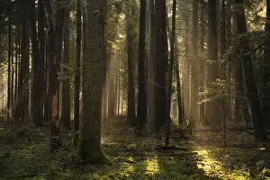 Moody European Countryside Prints: Sunbeams in the deep Black Forest