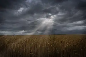 Agricultural Crop Landscape Prints: Sunbeams with dramatic sky over a cornfield