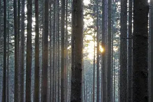 Forest Scenery Prints: Sunbeams, forest, rays, tree, trees
