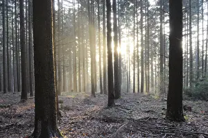 Open Air Landscapes Prints: Sunbeams, forest, rays, tree, trees