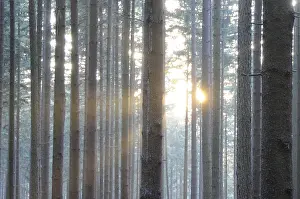 Sunbeams In The Forest Prints: Sunbeams, forest, rays, tree, trees