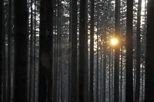 Sunbeams In The Woods Prints: Sunbeams, forest, rays, tree, trees