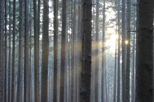 Sunbeams In Forest Prints: Sunbeams, forest, rays, tree, trees