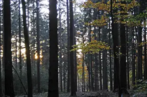 Deserted Woods Prints: Sunbeams, forest, rays, tree, trees