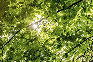Prints of Sunbeams shining through leaves and branches of a beech tree, sculpture park, Humlebaek, Niva Bugt, Hovedstaden, Oresund coast, Denmark Sunbeams shining through leaves and branches of a beech tree Sculpture Prints: Sunbeams through beech tree branches print, Denmark