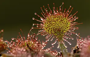 Carnivorous Plants Prints: Sundew
