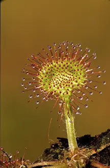 Droseraceae Family Prints: Sundew