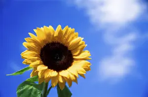 Yellow Flower Pictures Prints: Sunflower