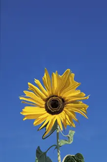 Sunflower Details Prints: Sunflower