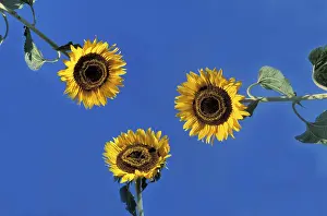Multi Colored Flowers Prints: Sunflower