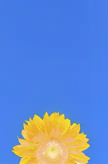 Sunflower Detail Prints: Sunflower