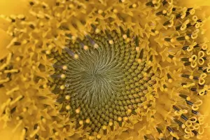 Botany Photography Prints: Sunflower