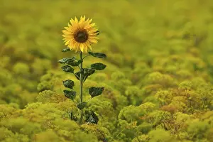 Deserted Sunflower Prints: Sunflower