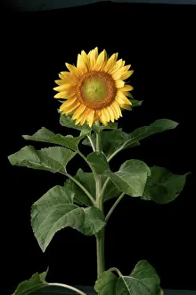 Asteraceae Family Prints: Sunflower