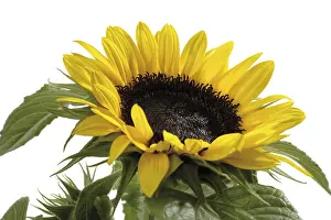 Open Air Flowers Prints: Sunflower