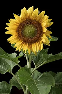 Asteraceae Plant Life Prints: Sunflower