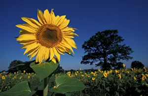 Sunflowers In Bloom Prints: Sunflower