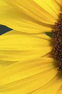 Close Up Sunflower Prints: Detail of a sunflower