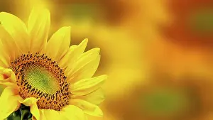 Uninhabited Landscape With Blooms Prints: Sunflower