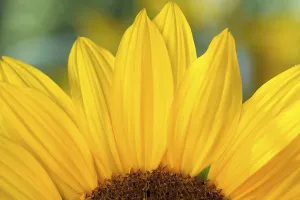 Deserted Sunflower Field Prints: Detail of a sunflower