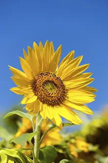 Deserted Sunflower Field Prints: Sunflower