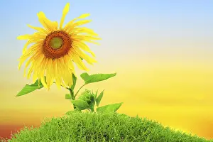 Rural Farming Images Prints: Sunflower