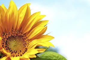 Yellow Blossom Prints: Sunflower
