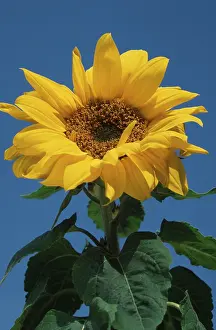 Prints of Sunflower European Garden Prints: Sunflower Print by ImageBROKER