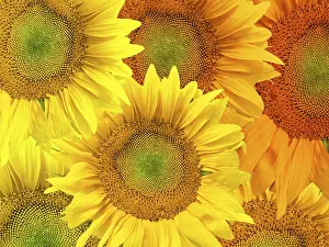 Deserted Flower Shop Prints: Sunflower background