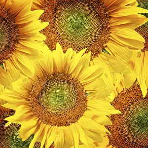 Rural Countryside Scene Prints: Sunflower background