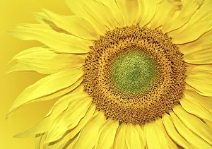 Empty Space With Blooming Flowers Prints: Sunflower background