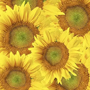 Yellow Flowering Plants Prints: Sunflower background