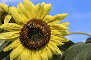 Sunflower With Bee Prints: A sunflower with a bee against a blue sky