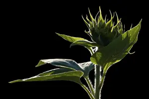 Black Background Flowers Prints: Sunflower bud in the back light