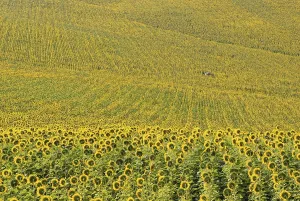 Southern European Flora Prints: Sunflower fields with well house