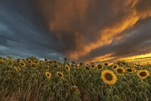 Europe Agricultural Landscape Prints: Sunflower fields at sunset. Bas-Rhin