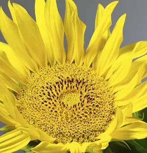 Empty Landscape Photography Prints: Sunflower detail in grey back