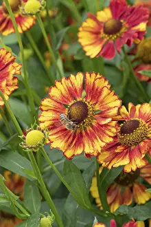 British Wildflowers Prints: Sunflower (Helenium Vicky')