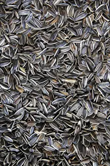 Deserted Grocery Store Scene Prints: Sunflower seed in pattern food background