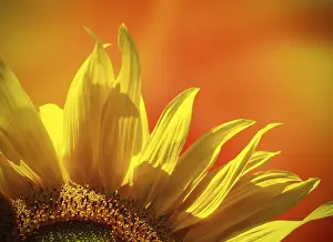 Deserted Sunflower Field Prints: Sunflower at sunset