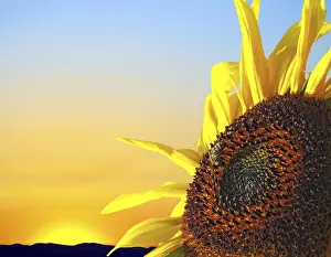 Deserted Evening Sun Prints: Sunflower at sunset